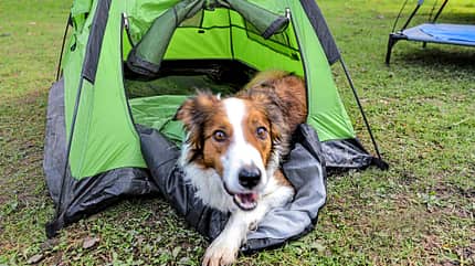 Hunde, Zubehör, Wohnmobil, Camping Hundezubehör Wohnmobil