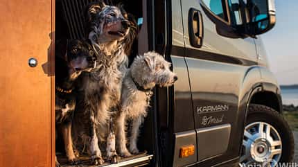 Dog-Camper Reisemobilvermietung Dog-Camper Reisemobilvermietung