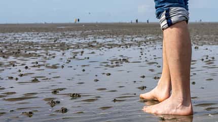 ebb,watt,wadden, Wattwanderung Wattwanderung in der Nordsee
