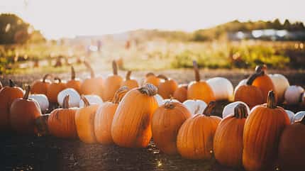 Tipps Herbstausflüge, Camping, Kürbis, Herbst, Reise Tipps Herbstausflüge