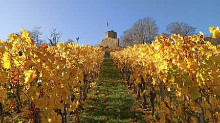 Burgruine Weibertreu im Landkreis Heilbronn Burgruine Weibertreu im Landkreis Heilbronn