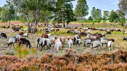 Lüneburger Heide 