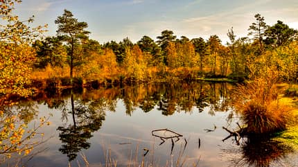 Lüneburger Heide 