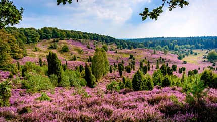 Lüneburger Heide 