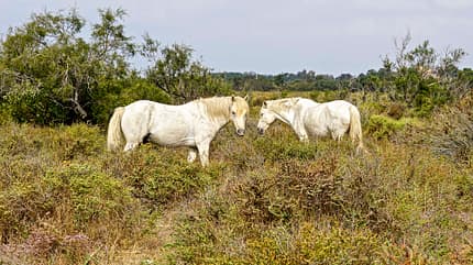 wohnmobil, tour, suedfrankreich, camargue Wohnmobil-Tour Camargue