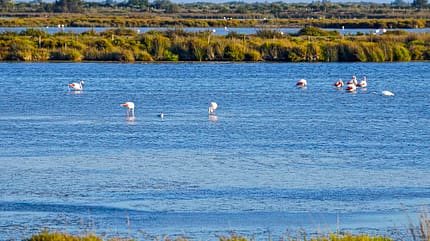 wohnmobil, tour, suedfrankreich, camargue Wohnmobil-Tour Camargue