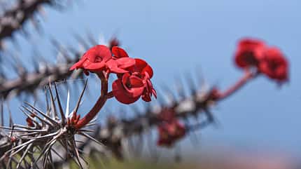 mobil-tour, teneriffa, kanaren Mobil-Tour Teneriffa