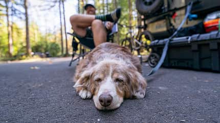 Camping, Hund, Vierbeiner, Leine, Schlafen Happy sleepy dog camping with family