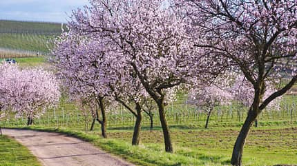 Mandelbluete Mandelblüte Südliche Weinstraße Pfalz