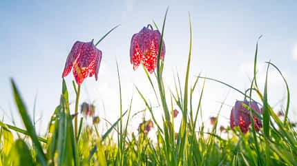Schachbrett-Blume, Blume, Flora, Frühling Schachbrett-Blume
