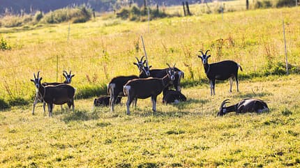 stellplätze, vulkan, vogelsberg, hessen Vogelsberg