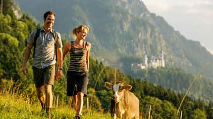 Touren-Tipps, Füssen, Neuschwanstein, Kuh, Allgäu, Wandern Füssen