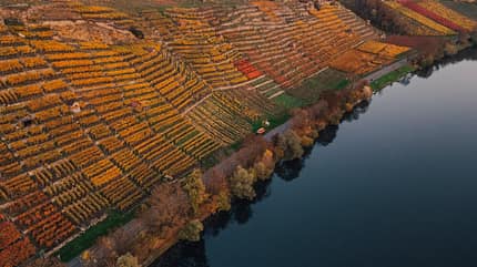 Weinfest Weinfest