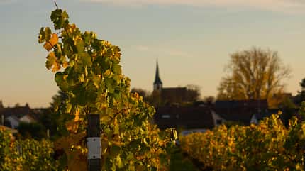 Weinfest Weinfest