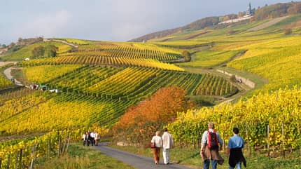 Rheingau, Deutschland, Wein, Urlaub Rheingau