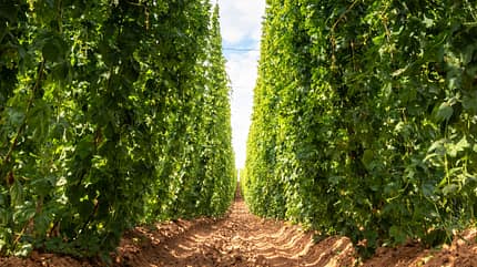 Pilsen, Bier, Tschechien, Tour Pilsen Biertour