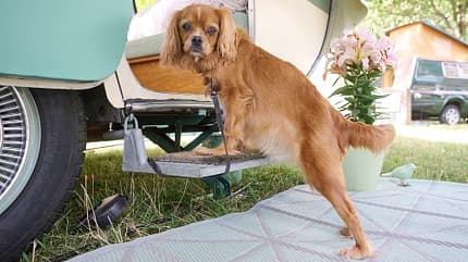 Oldie, Caravan, Mostard Oldie-Caravan Mostard