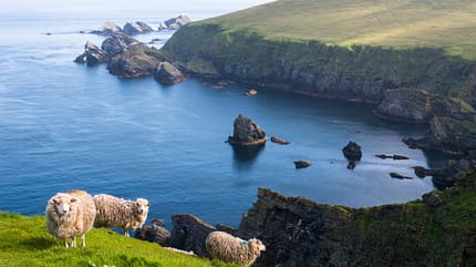 Küste, Shetland Inseln, Schottland, Hermaness National Nature Reserve, Shetland Schafe Küste, Shetland Inseln, Schottland, Hermaness National Nature Reserve, Shetland Schafe