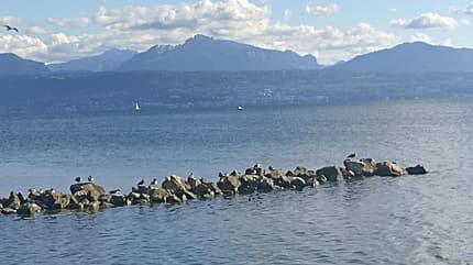 Wolken, Wasser, Berge, Wasservögel, Genfer See Wolken, Wasser, Berge, Wasservögel, Genfer See