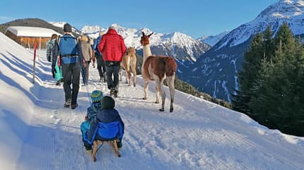 Montafon Lama Trekking