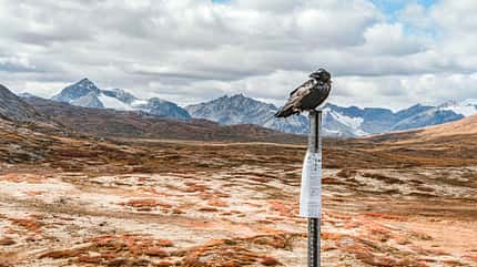 Yucon mit dem Van Vogel i