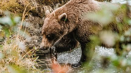 Yucon mit dem Van Tiere i