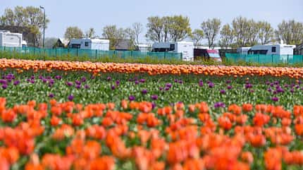 Belgien, Niederlande, Luxemburg, Bluemen, Reise Benelux im FrŸhling Tulpen