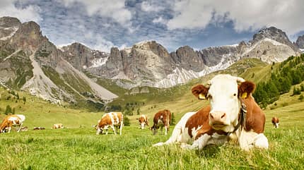Reise Trentino Kuh adoptieren