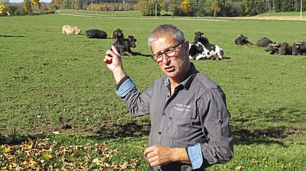 Landvergnügen Weide Kühe