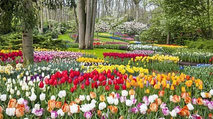 Keukenhof Niederlande