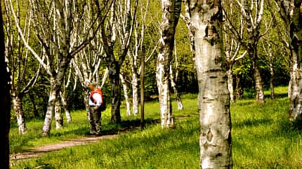 Kaiserstuhl in Baden, Baden, Reise, Tipps Kaiserstuhl in Baden Wald