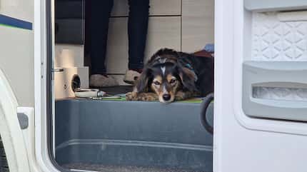 Hund an Bord