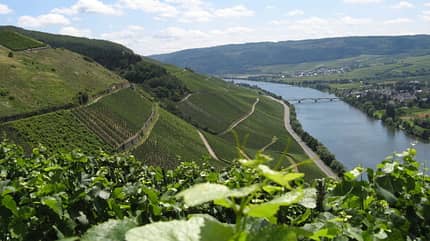 Moselsteig, Mosel, Weinberge, Wandern Moselsteig