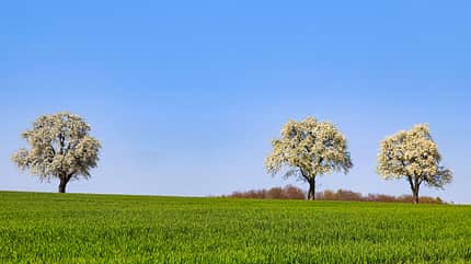 Wiese, Natur, gutes Wetter, blühende Obstbäume, Neckarbischofsheim, Landschaft Wiese, Natur, gutes Wetter, blühende Obstbäume, Neckarbischofsheim, Landschaft