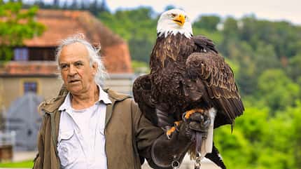 wohnmobilstellplatz, cimbria, baden-württemberg, odenwald, neckar Wohnmobilstellplatz Cimbria - Weißkopfseeadler