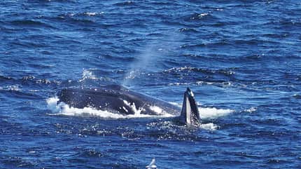 wohnmobil-tour, lofoten, norwegen Lofoten - Buckelwale
