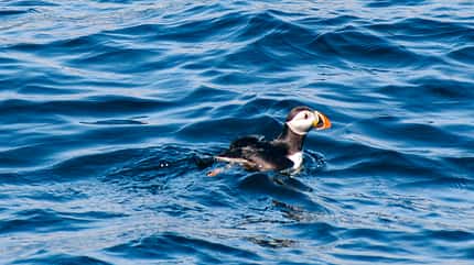 Leserreise, Norwegen, Nordkap Reise Norwegen Pinguin i