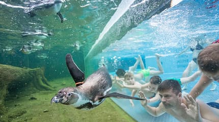 Pinguin, Unterwasser, Mann Pinguin, Unterwasser, Mann