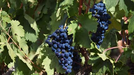 Weinreben, Trauben, Weinberg Weinreben, Trauben, Weinberg