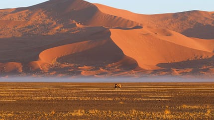Wüste, Dünen, einheimische Tiere, Himmel, roter Sand Wüste, Dünen, einheimische Tiere, Himmel, roter Sand