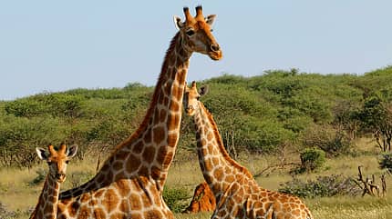 Safari, Mount Etjo, Großwild, Giraffen Safari, Mount Etjo, Großwild, Giraffen