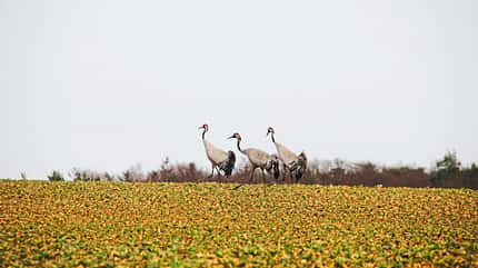 Stellplatz Fokus Uckermark i