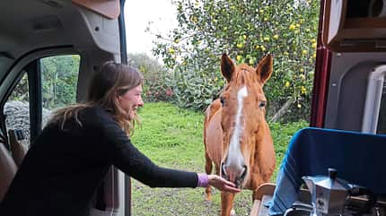 Pferd, Campingbus, Füttern Pferd, Campingbus, Füttern
