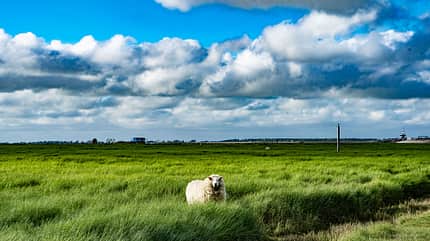 Schleswig-Holstein Schleswig-Holstein x