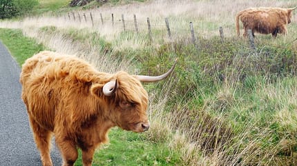 Schottland, Highlands, Nordseekueste Reise Schottland f