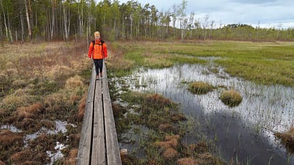 Nationalpark, Moorlandschaft, Steg, BŠume, Frau Nationalpark, Moorlandschaft, Steg, BŠume, Frau