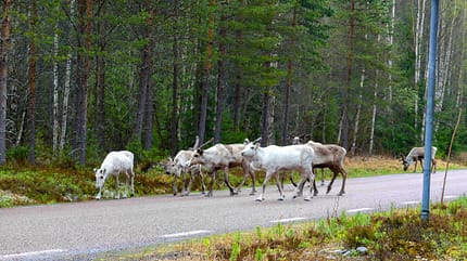 Schweden, Rentiere Schweden, Rentiere