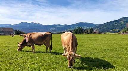 Vorarlberg, Bregenzerwald, Oesterreich Campingreise Vorarlberg