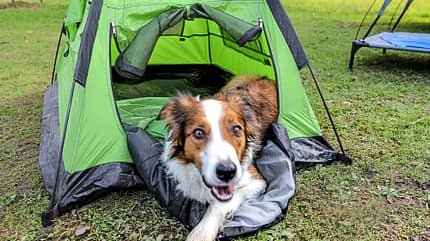 Camping mit Hund, Deutschland Campingplatz Hundehalter f