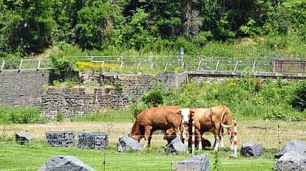 ahrtal, flut, wiederaufbau, urlaub, camping Ahrtal - Kühe